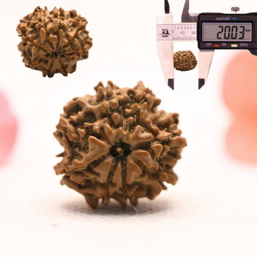 8 Mukhi Nepali Rudraksha - Regular