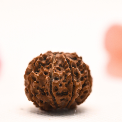 8 Mukhi Nepali Rudraksha - Regular