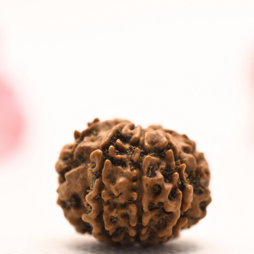8 Mukhi Nepali Rudraksha - Regular