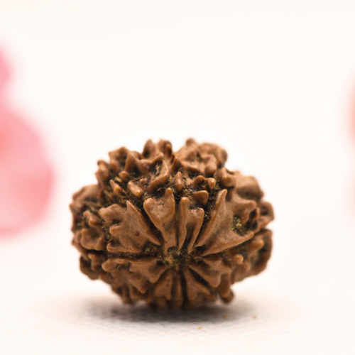 8 Mukhi Nepali Rudraksha - Regular
