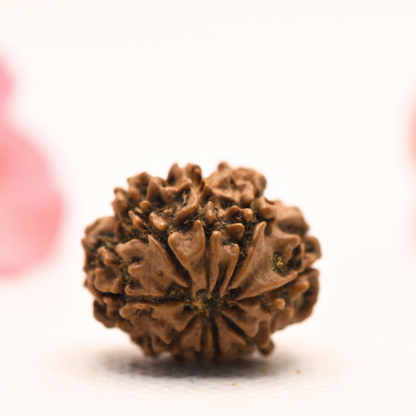 8 Mukhi Nepali Rudraksha - Regular