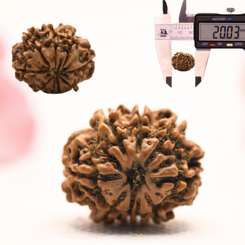 8 Mukhi Nepali Rudraksha - Regular