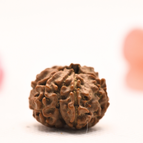 8 Mukhi Nepali Rudraksha - Regular