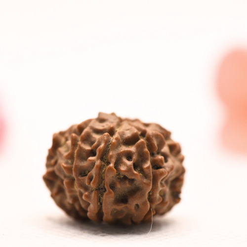 8 Mukhi Nepali Rudraksha - Regular