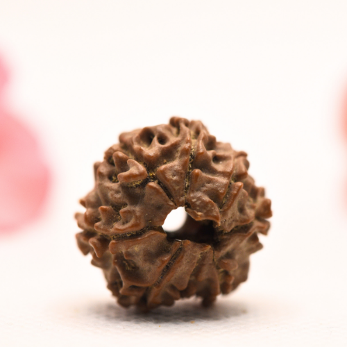 8 Mukhi Nepali Rudraksha - Regular