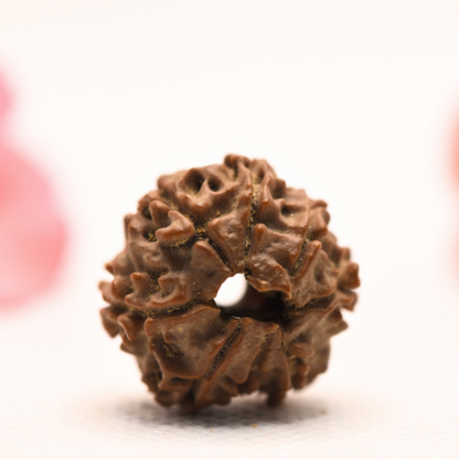 8 Mukhi Nepali Rudraksha - Regular