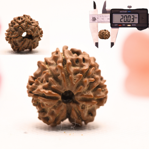 8 Mukhi Nepali Rudraksha - Regular