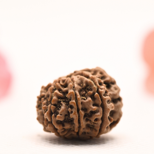 8 Mukhi Nepali Rudraksha - Regular
