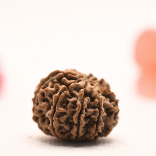 8 Mukhi Nepali Rudraksha - Regular