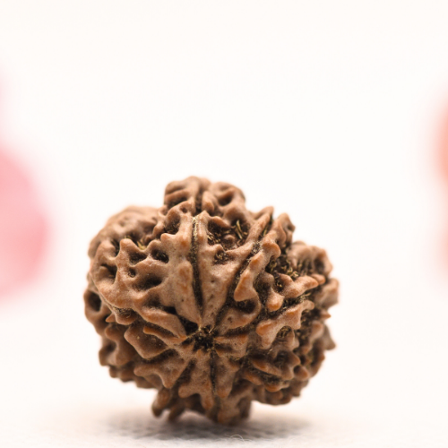 8 Mukhi Nepali Rudraksha - Regular