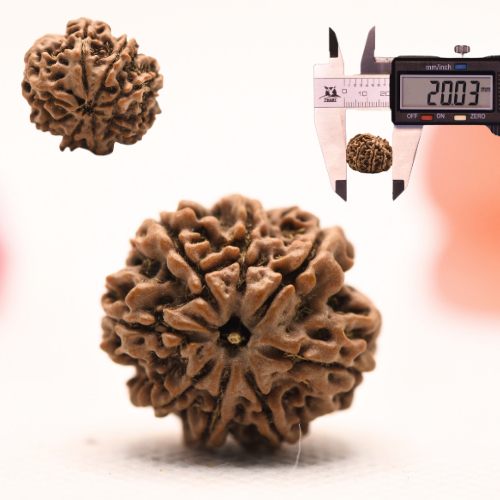 8 Mukhi Nepali Rudraksha - Regular