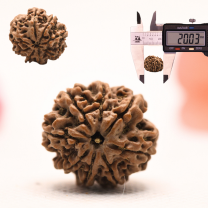 8 Mukhi Nepali Rudraksha - Regular