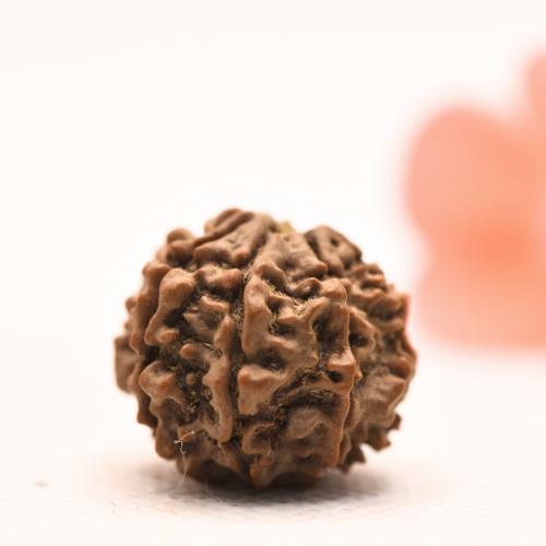 8 Mukhi Nepali Rudraksha - Regular