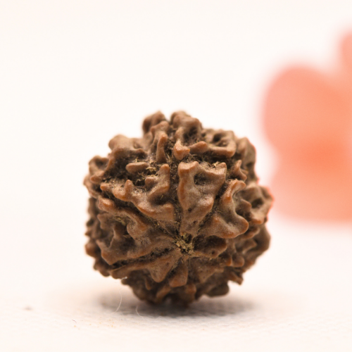 8 Mukhi Nepali Rudraksha - Regular