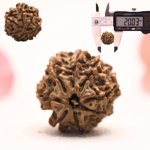 8 Mukhi Nepali Rudraksha - Regular