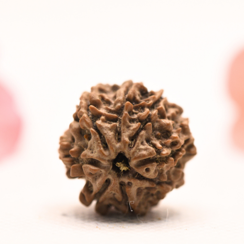 8 Mukhi Nepali Rudraksha - Regular
