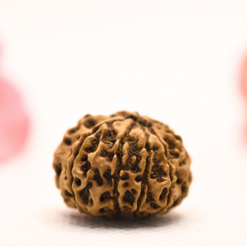 8 Mukhi Nepali Rudraksha - Regular