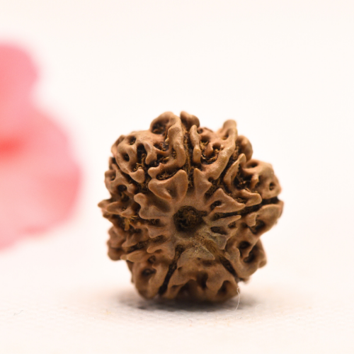 8 Mukhi Nepali Rudraksha - Regular