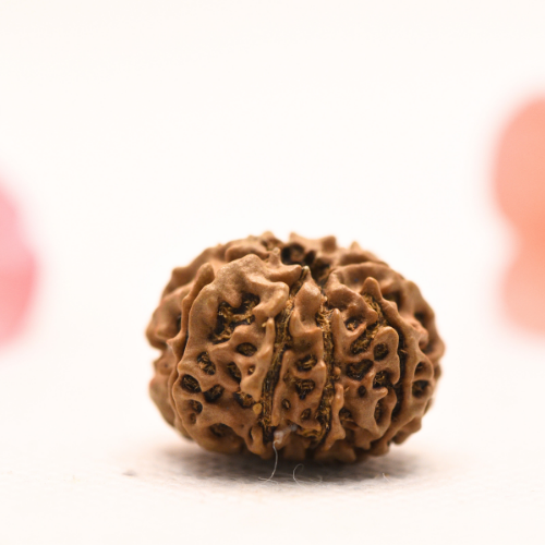 8 Mukhi Nepali Rudraksha - Regular