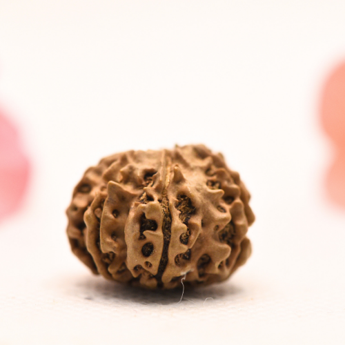 8 Mukhi Nepali Rudraksha - Regular