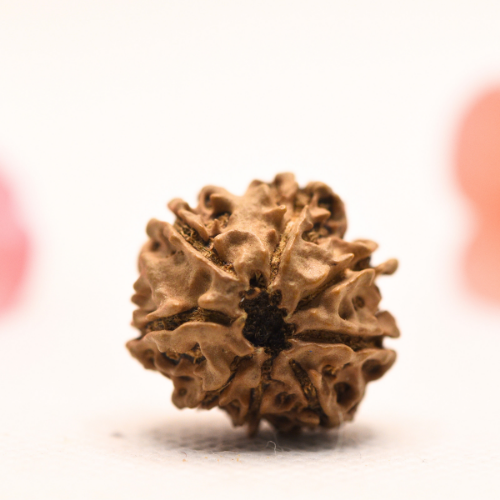 8 Mukhi Nepali Rudraksha - Regular