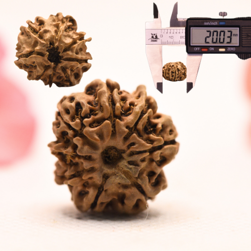 8 Mukhi Nepali Rudraksha - Regular