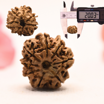 8 Mukhi Nepali Rudraksha - Regular