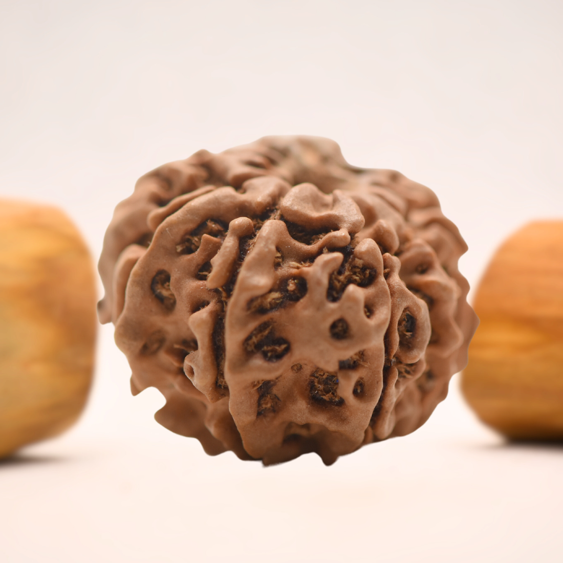8 Mukhi Nepali Rudraksha - Regular