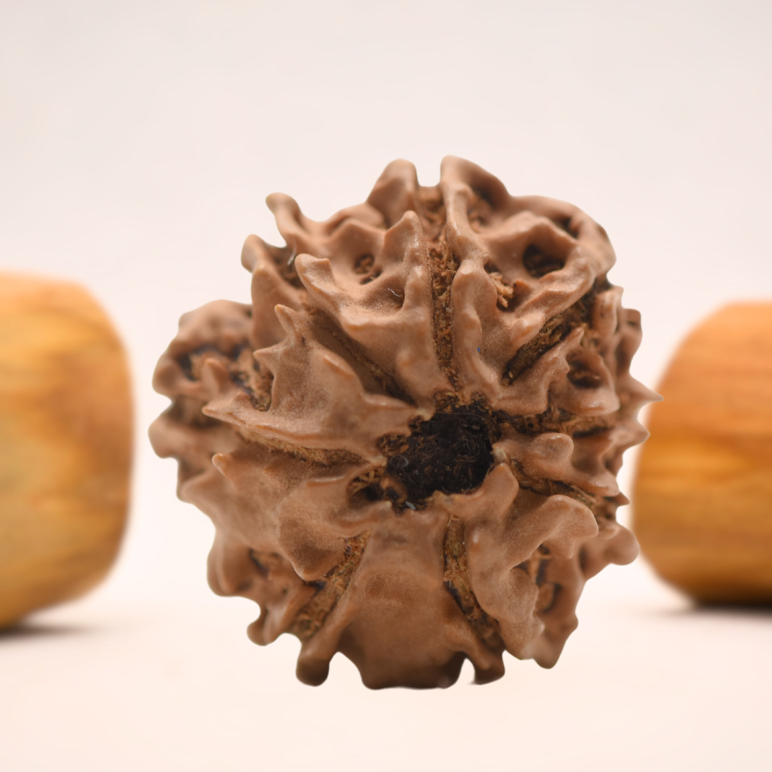 8 Mukhi Nepali Rudraksha - Regular