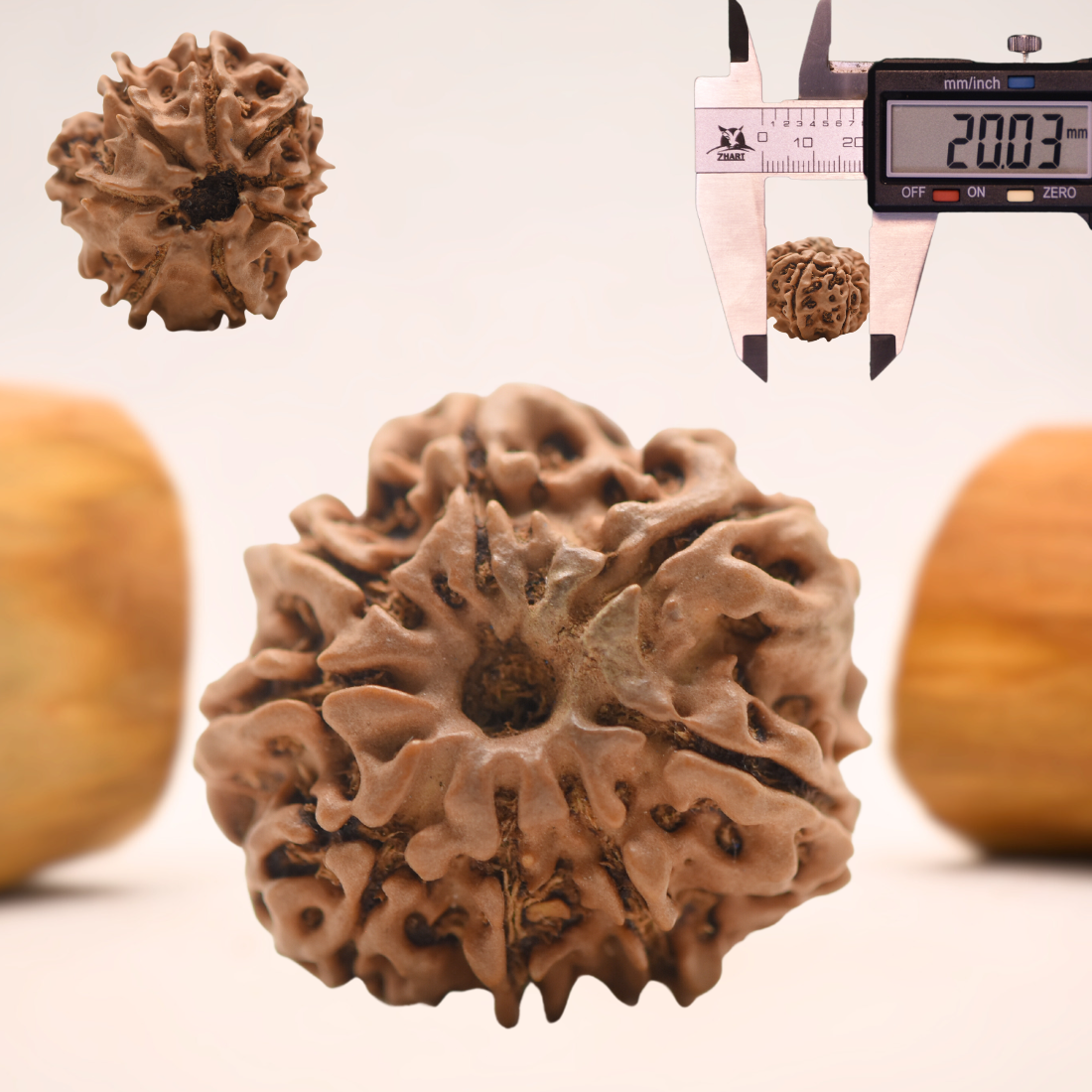 8 Mukhi Nepali Rudraksha - Regular
