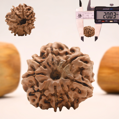 8 Mukhi Nepali Rudraksha - Regular