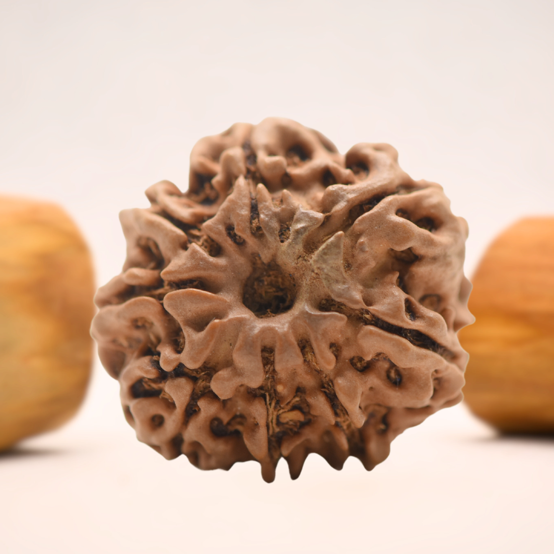 8 Mukhi Nepali Rudraksha - Regular