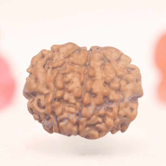 8 Mukhi Nepali Rudraksha - Regular