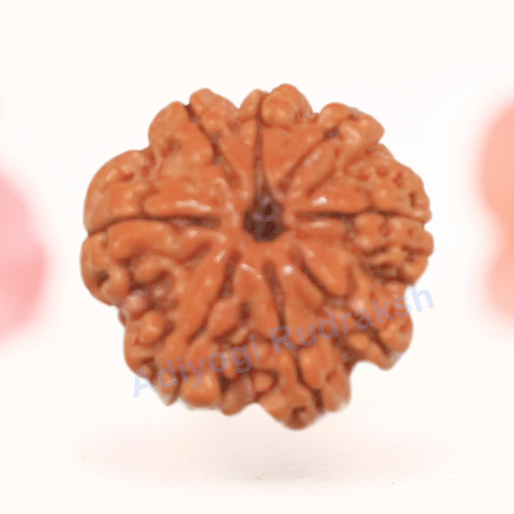 8 Mukhi Nepali Rudraksha - Regular