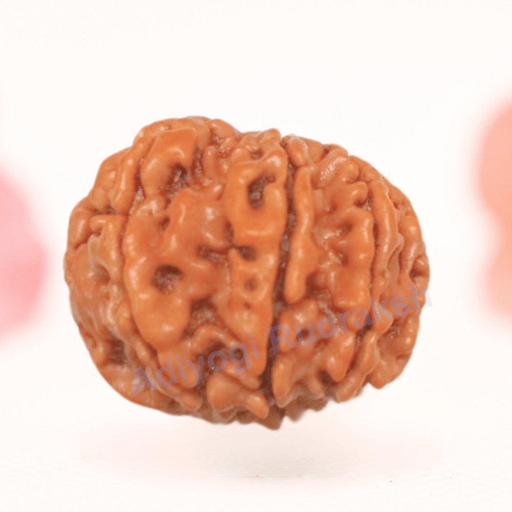 8 Mukhi Nepali Rudraksha - Regular