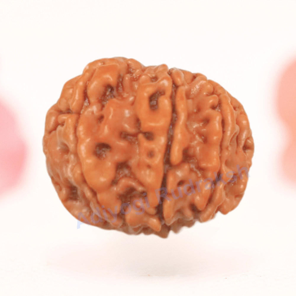 8 Mukhi Nepali Rudraksha - Regular
