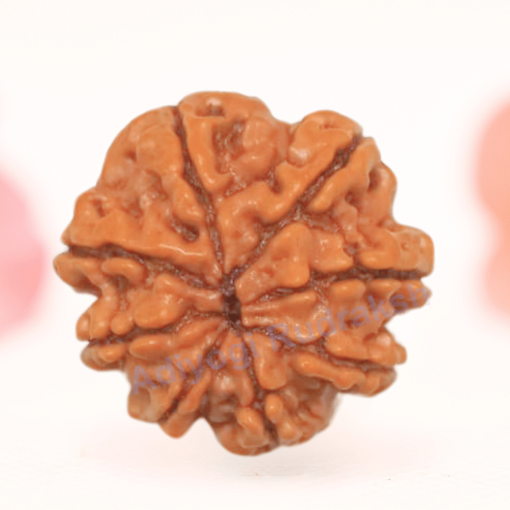 8 Mukhi Nepali Rudraksha - Regular