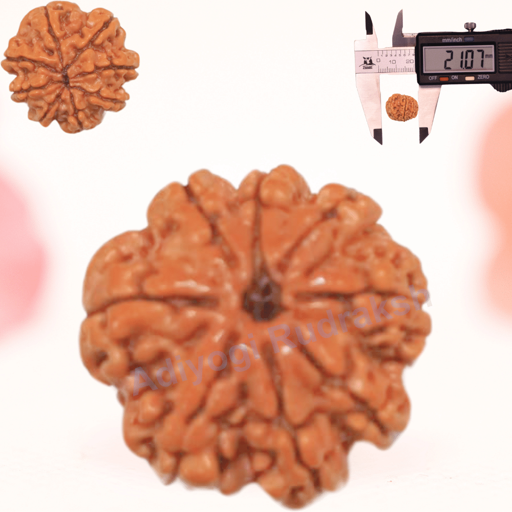 8 Mukhi Nepali Rudraksha - Regular