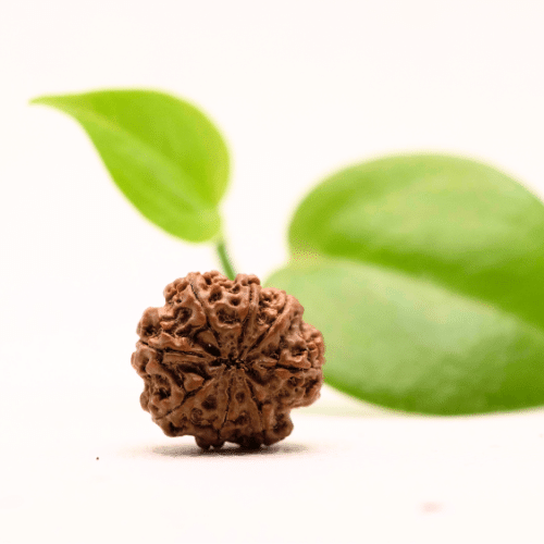 8 Mukhi Nepali Rudraksha - Regular