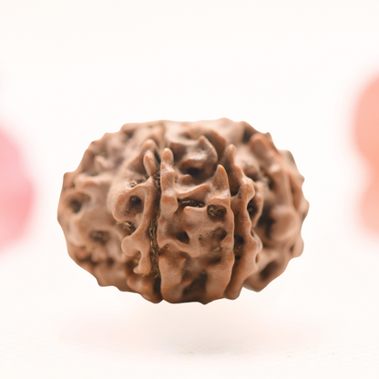 8 Mukhi Nepali Rudraksha - Regular