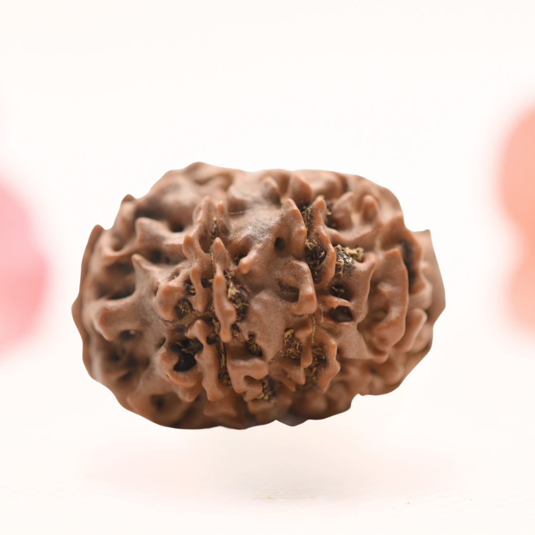 8 Mukhi Nepali Rudraksha - Regular