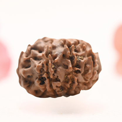 8 Mukhi Nepali Rudraksha - Regular