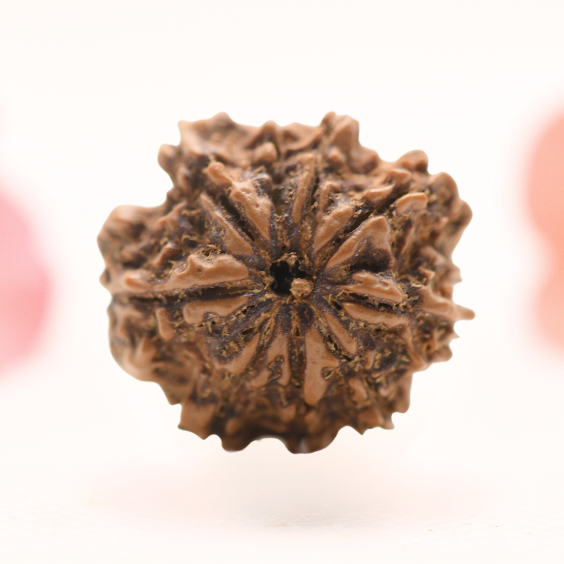 8 Mukhi Nepali Rudraksha - Regular