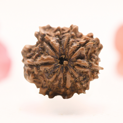 8 Mukhi Nepali Rudraksha - Regular