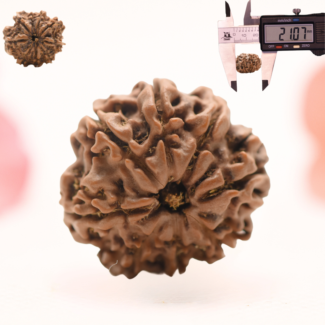 8 Mukhi Nepali Rudraksha - Regular