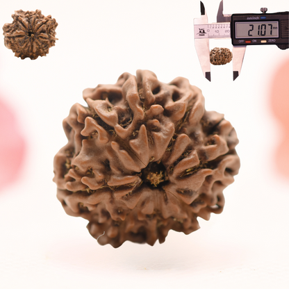 8 Mukhi Nepali Rudraksha - Regular