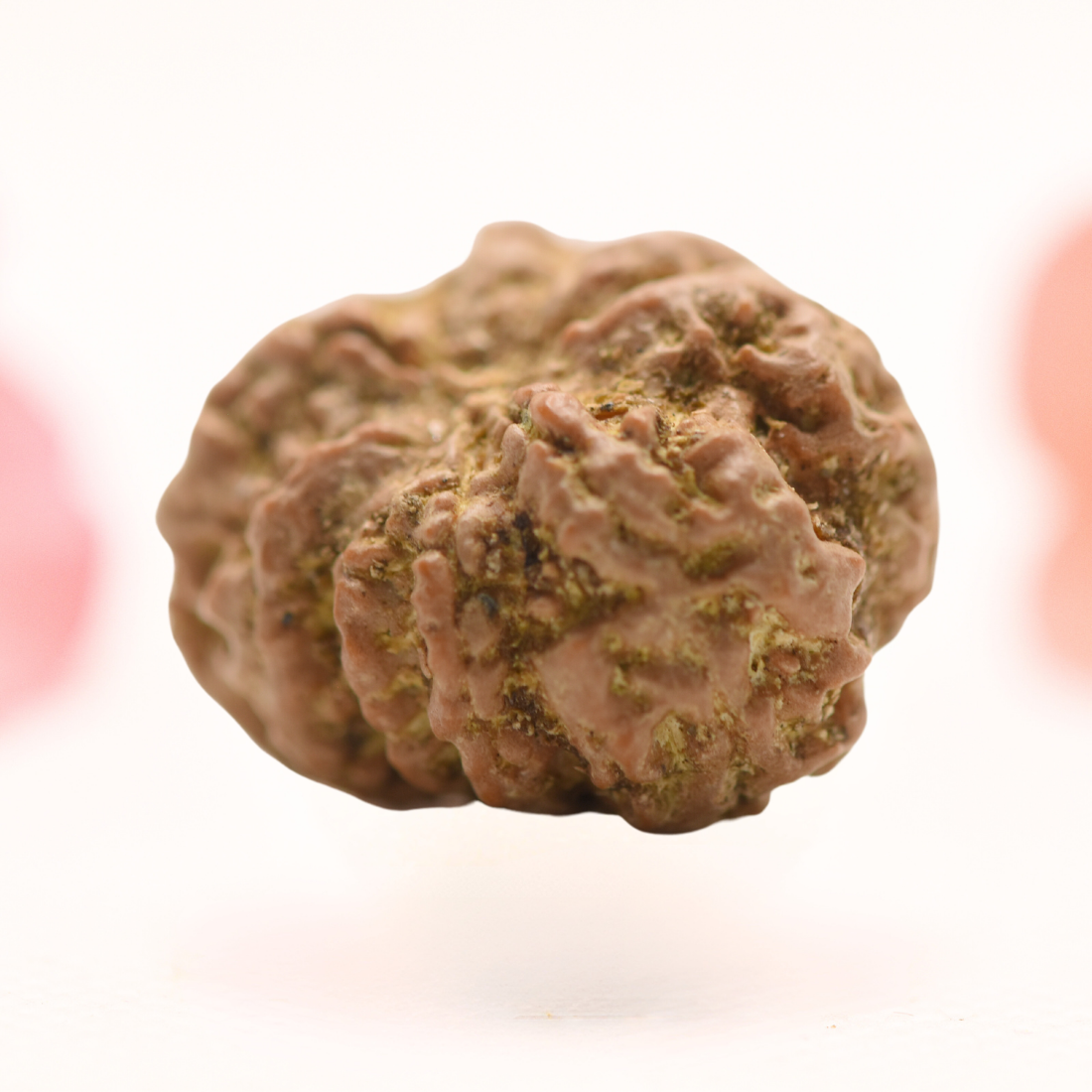 8 Mukhi Nepali Rudraksha - Regular