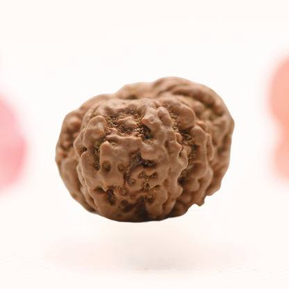8 Mukhi Nepali Rudraksha - Regular