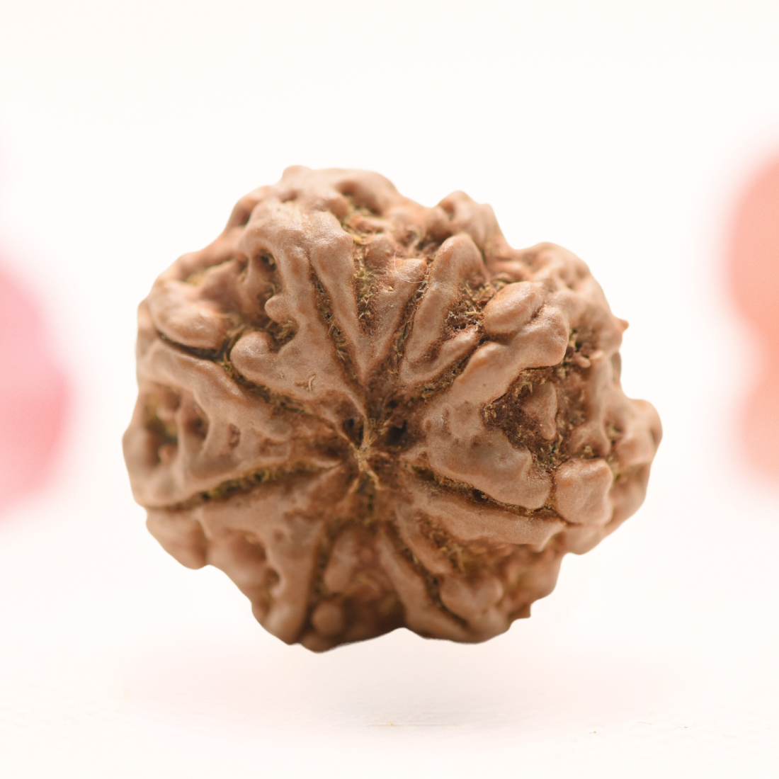 8 Mukhi Nepali Rudraksha - Regular