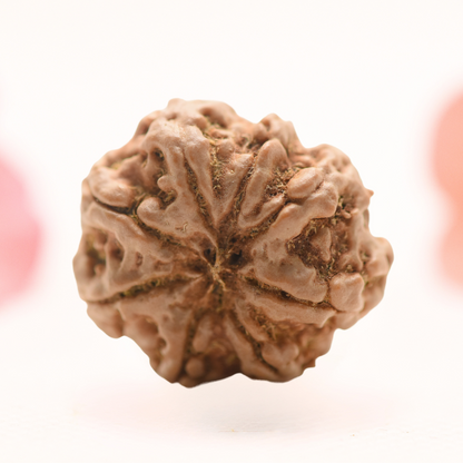 8 Mukhi Nepali Rudraksha - Regular